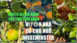 Visit Uncle and Aunt Ngo's Garden in Westminster, Many Delicious Varieties, Lush Fruit Trees, and...
