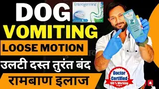 Dog Vomiting And Loose Motion | Dog Vometing Treatment in Hindi |Dog Loose Motion Treatment in Hindi