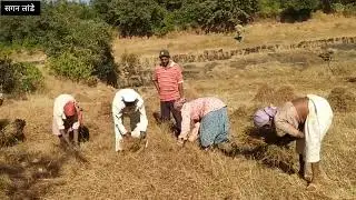 गावात कापताना खूप छान जुनी पारंपरिक गाणी म्हटले