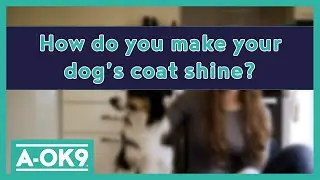 How do you make your dog's coat shine?