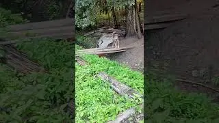 Собака для дачи. Отдам даром