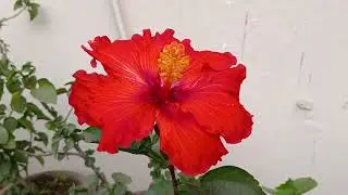 Hibiscus Pruning