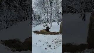 #nature #christmas #elk