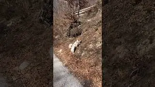 Yuri explorando el territorio.😂🥰 #animals #nature #exploration