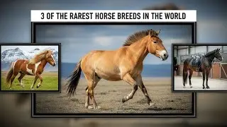 3 of the Rarest Horse Breeds in the World