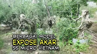 BAHAN BONSAI EXPOSE AKAR SS MICRO VIETNAM DENGAN BERBAGAI GAYA DAN UKURAN