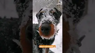 German Jagdterrier