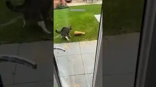 Funny Cats 2025 🥰 Cat videos Compilation 🙀 # Ep 2686