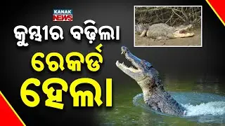 Crocodile Population Rises in Bhitarkanika, Count Reaches 1,858 This Year