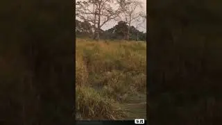 Tiger charged in Kaziranga National Park on 19 January 2019 afternoon safari at Bagori range