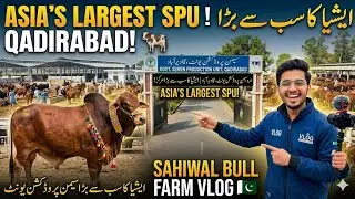 Asia's Biggest  Sahiwal Cattle Bulls of Semen Production Unit Qadirabad | Best Sahiwal Bulls  #vlog 