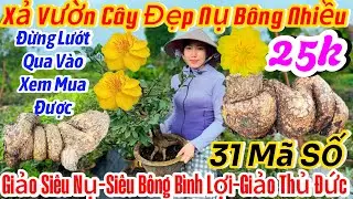 25/01☎️ 0907160042 ☎️🌴mai vàng chơi Tết 70k🌴có lãi Lá cho miền Bắc-giảo siêu nụ-siêu bông bình lợi 