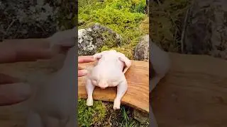 #viral #viral_video #chicken