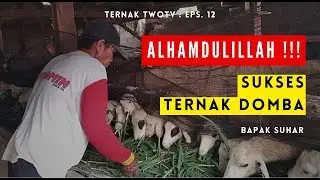 PAK SUHAR SUKSES TERNAK DOMBA LOKAL !!! | Ternak TwoTV
