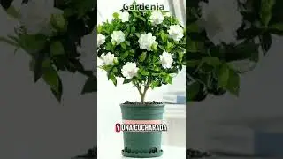 EL SECRETO CASERO PARA QUE TU GARDENIA FLOREZCA COMO NUNCA 🌼#hermosas #plantas #truco #casero