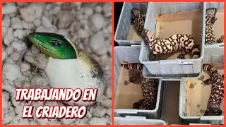 UN DÍA DE TRABAJO EN MI CRIADERO DE REPTILES 🐍🦎🐍🤘🏻