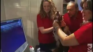 Canine Communication