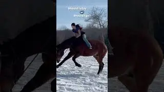 SHOULD I STAY OR SHOULD I GO😛 #starappearance #bucking #bareback #ottb #spicy #snow #thorougbred