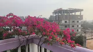 Nandan nagar,Agartala Bougainvillea