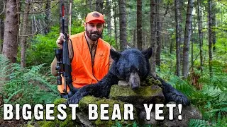 Hunting Big Bears in Canada&rsquo;s Swamps - New Brunswick Bear Hunt