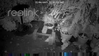 Laurie Mansfield Live Stream