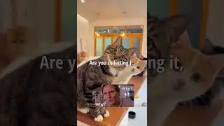 🚨 Why Your Cat Stares at You While You Scoop Their Poop!