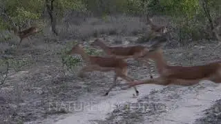 4K - Impala and Zebra Running from Leopard