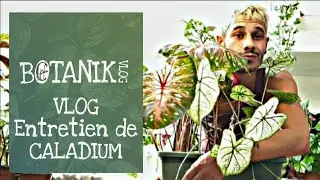 BOTANIK : VLOG conseil et entretien de Caladium