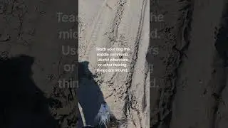 Middle command. #dogtraining  #beach #beachdogs *I do not own rights to this music*