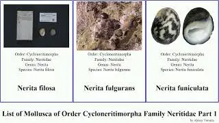 List of Mollusca of Order Cycloneritimorpha Family Neritidae Part 1 nerita clithon neripteron faba