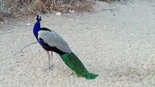 Beautiful PEACOCK | Mor  | Pavo Real | Peacock Hut