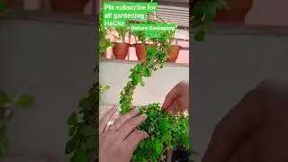Jade plant,Reshaping Peacock TOPIARY of JADE/Topiary की कटिंग, कैसे करें#shortsfeed , click link👇