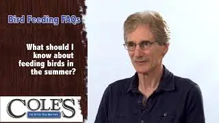 Should I Feed Birds In The Summer?