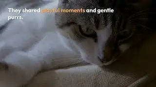 What Happens When Two Cats Prepare for Parenthood? 🐾✨ A Heartwarming Journey!