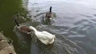 Embden Goose Winston Pays a Visit.
