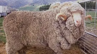 Best Sheep Breed | Hampshire Sheep | Biggest Wool Producing Sheep In World