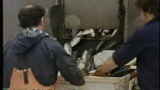 Mackerel Fishing | Fishing industry | Scottish Fishing | TV Eye | 1983