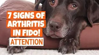 🐶7 most COMMON SIGNS of ARTHRITIS in DOGS