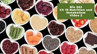 Bio 202 Ch 18 Nutrition and Metabolism - Video 2