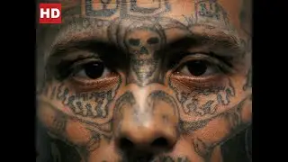 MS 13 