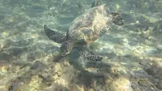 Sea Turtles, Mile Marker 14, Olowalu Beach, Maui Hawaii November 2022