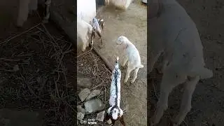 Beautiful and small goats #music #love #arabic #топ #adventure #goat #sheepandgoats #beautifulanimal