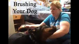 Brushing Your Service Dog