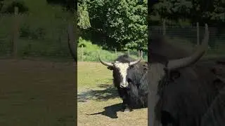 Animals at Olympic National Park #peacock #bear #lama  #placestovisit #usa #nationalpark