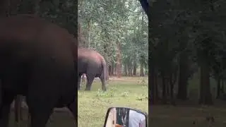 #betlanationalpark #nature
