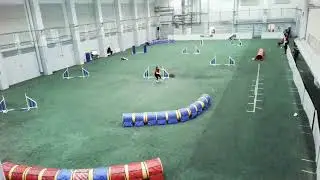 Active Dogs ry agilitykisat 27.9.2025