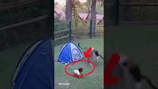 Brave Cat Saves Baby from Tiger Attack!.But This just AI #kucing #cat #animals  #animals #baby