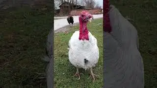 Turkey dance⭐funny chicken song #shortvideo #turkeychicken #funnychicken #village #funnychickensong