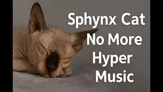Sphynx Cat Relaxation &ndash; Calm Music to Reduce Hyperactivity (1 Hour)