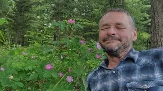 Alberta Wild Rose (Rosa acicularis) Breath deep.